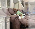Small Photo #4 Boxer Puppy For Sale in Southbury, CT, USA