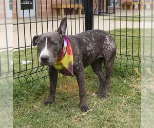 American Staffordshire Terrier-Unknown Mix Dogs for adoption in San Antonio, TX, USA