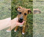 Small #11 Plott Hound Mix