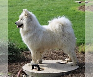Father of the Samoyed puppies born on 10/28/2020
