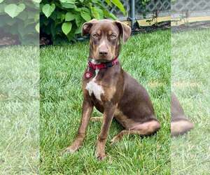 Australian Shepherd-Unknown Mix Dogs for adoption in Wakefield, RI, USA