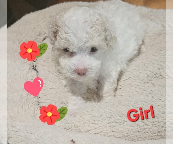 Medium Photo #1 Maltipoo Puppy For Sale in PALM COAST, FL, USA