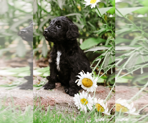 Medium Photo #1 Goldendoodle Puppy For Sale in HUDSONVILLE, MI, USA