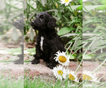 Small Photo #1 Goldendoodle Puppy For Sale in HUDSONVILLE, MI, USA