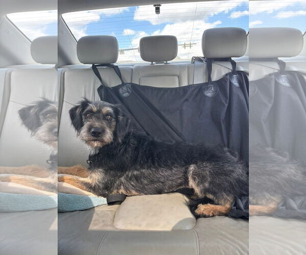 Medium Photo #2 Irish Terrier-Unknown Mix Puppy For Sale in Germantown, OH, USA