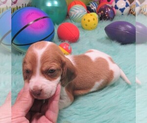 Beagle Dog for Adoption in RATTAN, Oklahoma USA
