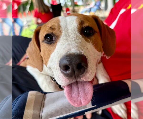 Medium Photo #3 Mutt Puppy For Sale in Canton, CT, USA