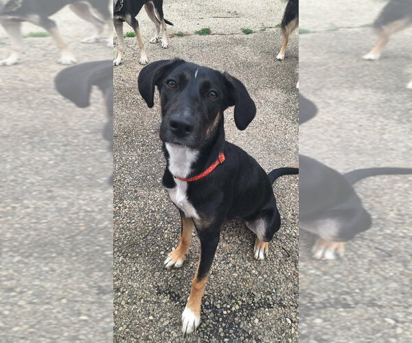 Medium Photo #2 Mutt Puppy For Sale in Aurora, IN, USA