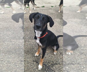 Daisy Summer - Female Mutt Dog for Adoption - Photo #2