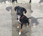 Small #1 Mutt