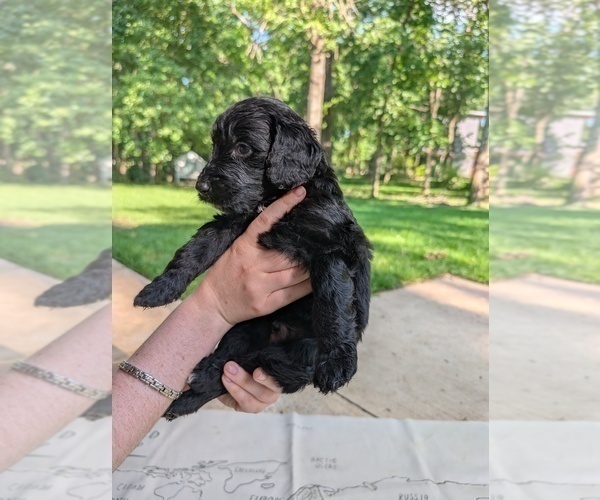 Medium Photo #33 Golden Mountain Doodle  Puppy For Sale in BROKEN ARROW, OK, USA