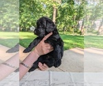 Small Photo #33 Golden Mountain Doodle  Puppy For Sale in BROKEN ARROW, OK, USA