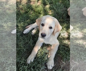 Labrador Retriever Puppy for sale in HARRISONBURG, VA, USA