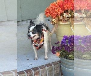 Chihuahua Puppy for sale in BUSH, LA, USA