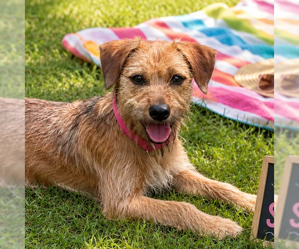 Medium Photo #1 Mutt Puppy For Sale in Yardley, PA, USA
