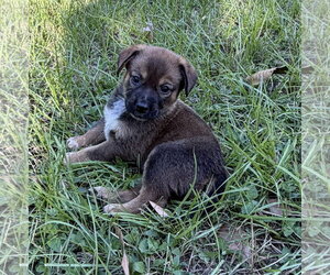Tiana - Female Mutt Dog for Adoption - Photo #4