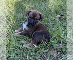 Small Photo #4 Mutt Puppy For Sale in The Woodlands, TX, USA