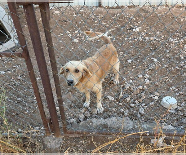Medium Photo #3 Golden Retriever-Unknown Mix Puppy For Sale in Grafton, WI, USA