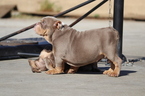 Small Photo #18 English Bulldog Puppy For Sale in LOS ANGELES, CA, USA