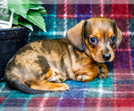 Puppy Bradley Dachshund