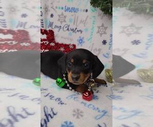 Dachshund Puppy for sale in JASONVILLE, IN, USA