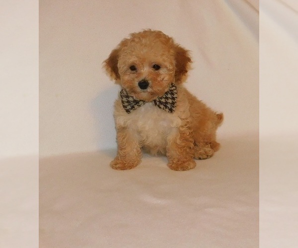 Medium Photo #6 Poodle (Toy) Puppy For Sale in WARRENSBURG, MO, USA