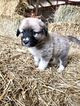 Small Photo #2 Anatolian Shepherd-Great Pyrenees Mix Puppy For Sale in ROBSTOWN, TX, USA
