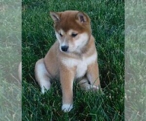 Shiba Inu Puppy for sale in FREDERICKSBG, OH, USA
