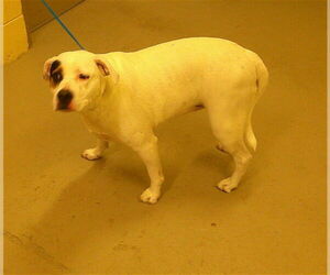 American Bulldog Dogs for adoption in Sanford, FL, USA