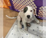 Small #10 Mutt