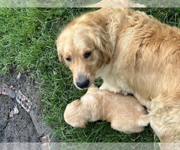 Medium Photo #1 Golden Retriever Puppy For Sale in MOUNT STERLING, KY, USA