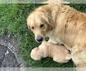 Mother of the Golden Retriever puppies born on 06/04/2025