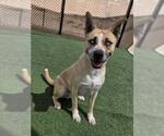 Small #1 Siberian Husky Mix