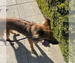Small #3 German Shepherd Dog