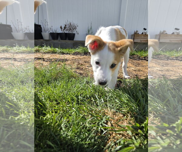 Medium Photo #2 Collie-Unknown Mix Puppy For Sale in Sandy, UT, USA