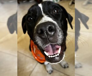 American Bulldog-Labrador Retriever Mix Dogs for adoption in Fort Pierce, FL, USA