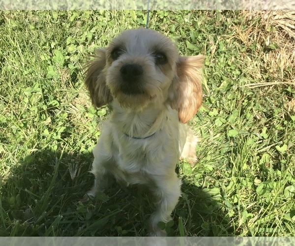 Medium Photo #1 Poodle (Toy)-Yorkshire Terrier Mix Puppy For Sale in LUCASVILLE, OH, USA