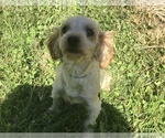 Small Photo #1 Poodle (Toy)-Yorkshire Terrier Mix Puppy For Sale in LUCASVILLE, OH, USA
