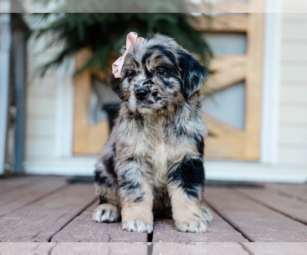 Medium Photo #1 Australian Retriever Puppy For Sale in LIBERTY, KY, USA