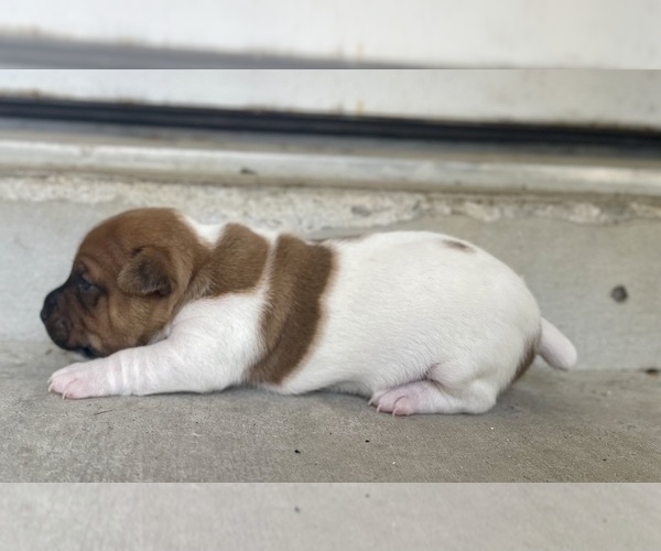 Medium Photo #3 Jack Russell Terrier Puppy For Sale in FORT PIERCE, FL, USA