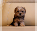 Small #3 Yorkshire Terrier