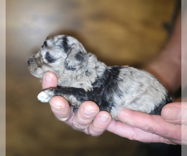 Medium Photo #7 Poodle (Toy) Puppy For Sale in DYERSBURG, TN, USA