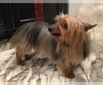 Small #1 Yorkshire Terrier