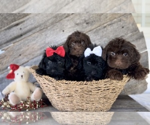 YorkiePoo Litter for sale in ELKTON, KY, USA