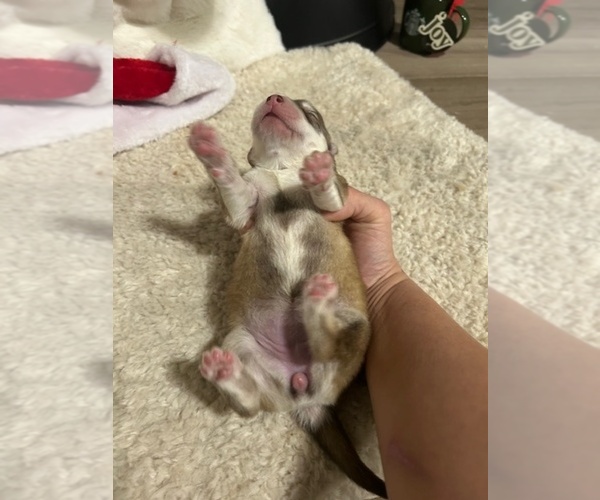 Medium Photo #11 Siberian Husky Puppy For Sale in PEYTON, CO, USA