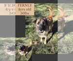 FERNLY - Male Mutt Dog for Adoption - Small photo