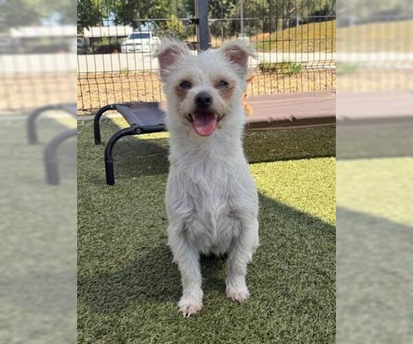 Medium Photo #1 Mutt Puppy For Sale in San Martin, CA, USA