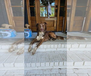 Waylon - Male Australian Shepherd-Unknown Mix Dog for Adoption - Photo #2