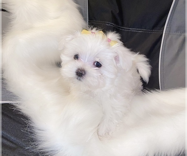 Medium Photo #6 Maltese Puppy For Sale in KANSAS CITY, MO, USA