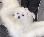 Small Photo #6 Maltese Puppy For Sale in KANSAS CITY, MO, USA